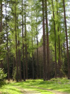 lesy-v-okolí-penzionu-Fořtovna-Písecko-jižní-Čechy